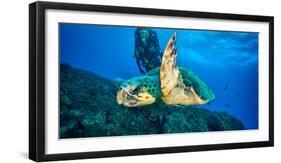 Loggerhead Turtle, (Caretta Caretta), Indian Ocean-Peter Pinnock-Framed Photographic Print