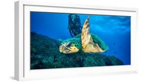 Loggerhead Turtle, (Caretta Caretta), Indian Ocean-Peter Pinnock-Framed Photographic Print