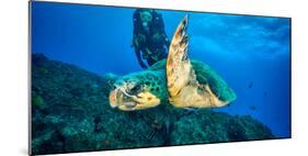 Loggerhead Turtle, (Caretta Caretta), Indian Ocean-Peter Pinnock-Mounted Photographic Print