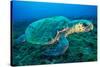 Loggerhead Turtle, (Caretta Caretta), Indian Ocean-Peter Pinnock-Stretched Canvas