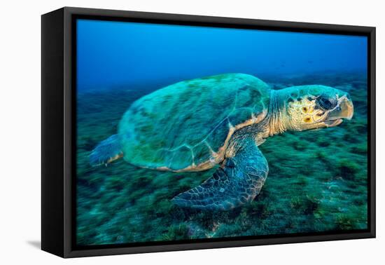 Loggerhead Turtle, (Caretta Caretta), Indian Ocean-Peter Pinnock-Framed Stretched Canvas