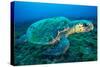Loggerhead Turtle, (Caretta Caretta), Indian Ocean-Peter Pinnock-Stretched Canvas