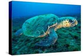 Loggerhead Turtle, (Caretta Caretta), Indian Ocean-Peter Pinnock-Stretched Canvas