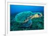 Loggerhead Turtle, (Caretta Caretta), Indian Ocean-Peter Pinnock-Framed Photographic Print