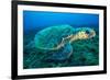 Loggerhead Turtle, (Caretta Caretta), Indian Ocean-Peter Pinnock-Framed Photographic Print