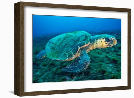 Loggerhead Turtle, (Caretta Caretta), Indian Ocean-Peter Pinnock-Framed Photographic Print