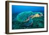 Loggerhead Turtle, (Caretta Caretta), Indian Ocean-Peter Pinnock-Framed Photographic Print