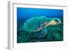 Loggerhead Turtle, (Caretta Caretta), Indian Ocean-Peter Pinnock-Framed Photographic Print