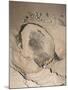 Loggerhead Turtle (Caretta Caretta), Laying Eggs at Night, Banga Nek, Kwazulu Natal, South Africa-Ann & Steve Toon-Mounted Photographic Print