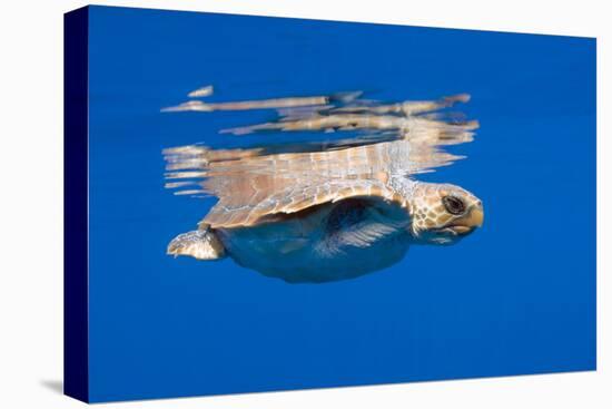 Loggerhead Turtle (Caretta Caretta) Swimming at Water Surface, Pico, Azores, Portugal-Lundgren-Stretched Canvas