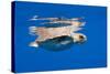 Loggerhead Turtle (Caretta Caretta) Swimming at Water Surface, Pico, Azores, Portugal-Lundgren-Stretched Canvas