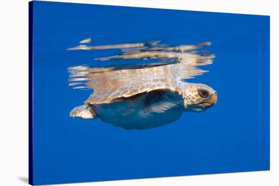 Loggerhead Turtle (Caretta Caretta) Swimming at Water Surface, Pico, Azores, Portugal-Lundgren-Stretched Canvas