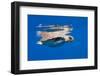 Loggerhead Turtle (Caretta Caretta) Swimming at Water Surface, Pico, Azores, Portugal-Lundgren-Framed Photographic Print