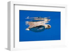 Loggerhead Turtle (Caretta Caretta) Swimming at Water Surface, Pico, Azores, Portugal-Lundgren-Framed Photographic Print