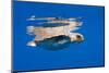 Loggerhead Turtle (Caretta Caretta) Swimming at Water Surface, Pico, Azores, Portugal-Lundgren-Mounted Photographic Print