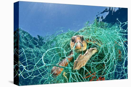 Loggerhead Turtle (Caretta Caretta) Trapped in a Drifting Abandoned Net, Mediterranean Sea-Jordi Chias-Stretched Canvas