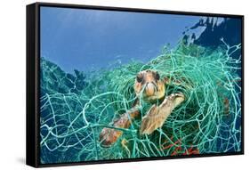 Loggerhead Turtle (Caretta Caretta) Trapped in a Drifting Abandoned Net, Mediterranean Sea-Jordi Chias-Framed Stretched Canvas