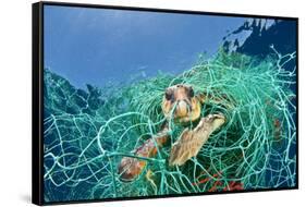 Loggerhead Turtle (Caretta Caretta) Trapped in a Drifting Abandoned Net, Mediterranean Sea-Jordi Chias-Framed Stretched Canvas