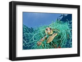 Loggerhead Turtle (Caretta Caretta) Trapped in a Drifting Abandoned Net, Mediterranean Sea-Jordi Chias-Framed Premium Photographic Print