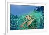 Loggerhead Turtle (Caretta Caretta) Trapped in a Drifting Abandoned Net, Mediterranean Sea-Jordi Chias-Framed Photographic Print