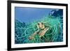 Loggerhead Turtle (Caretta Caretta) Trapped in a Drifting Abandoned Net, Mediterranean Sea-Jordi Chias-Framed Photographic Print