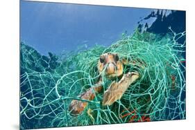 Loggerhead Turtle (Caretta Caretta) Trapped in a Drifting Abandoned Net, Mediterranean Sea-Jordi Chias-Mounted Photographic Print