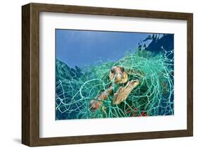 Loggerhead Turtle (Caretta Caretta) Trapped in a Drifting Abandoned Net, Mediterranean Sea-Jordi Chias-Framed Photographic Print