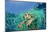 Loggerhead Turtle (Caretta Caretta) Trapped in a Drifting Abandoned Net, Mediterranean Sea-Jordi Chias-Mounted Photographic Print