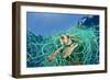 Loggerhead Turtle (Caretta Caretta) Trapped in a Drifting Abandoned Net, Mediterranean Sea-Jordi Chias-Framed Photographic Print