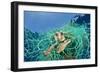 Loggerhead Turtle (Caretta Caretta) Trapped in a Drifting Abandoned Net, Mediterranean Sea-Jordi Chias-Framed Photographic Print