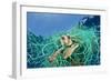 Loggerhead Turtle (Caretta Caretta) Trapped in a Drifting Abandoned Net, Mediterranean Sea-Jordi Chias-Framed Photographic Print