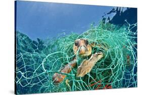 Loggerhead Turtle (Caretta Caretta) Trapped in a Drifting Abandoned Net, Mediterranean Sea-Jordi Chias-Stretched Canvas