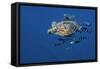 Loggerhead Turtle (Caretta Caretta) with a Shoal of Pilot Fish (Naucrates Ductor) Azores, Portugal-Lundgren-Framed Stretched Canvas