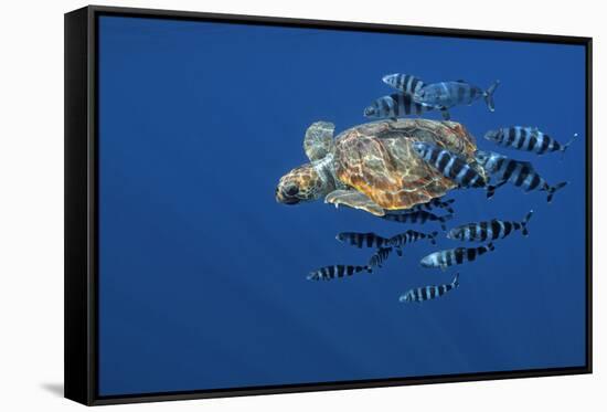 Loggerhead Turtle (Caretta Caretta) with a Shoal of Pilot Fish (Naucrates Ductor) Azores, Portugal-Lundgren-Framed Stretched Canvas