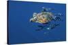 Loggerhead Turtle (Caretta Caretta) with a Shoal of Pilot Fish (Naucrates Ductor) Azores, Portugal-Lundgren-Stretched Canvas