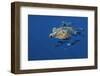 Loggerhead Turtle (Caretta Caretta) with a Shoal of Pilot Fish (Naucrates Ductor) Azores, Portugal-Lundgren-Framed Photographic Print