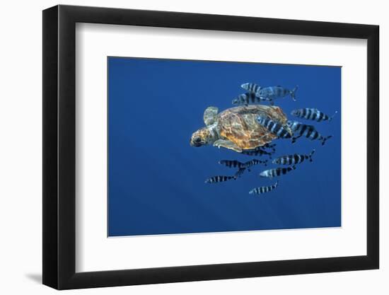 Loggerhead Turtle (Caretta Caretta) with a Shoal of Pilot Fish (Naucrates Ductor) Azores, Portugal-Lundgren-Framed Photographic Print