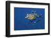 Loggerhead Turtle (Caretta Caretta) with a Shoal of Pilot Fish (Naucrates Ductor) Azores, Portugal-Lundgren-Framed Photographic Print