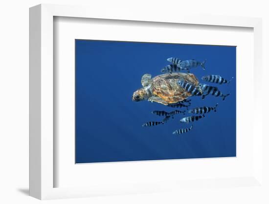 Loggerhead Turtle (Caretta Caretta) with a Shoal of Pilot Fish (Naucrates Ductor) Azores, Portugal-Lundgren-Framed Photographic Print