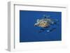 Loggerhead Turtle (Caretta Caretta) with a Shoal of Pilot Fish (Naucrates Ductor) Azores, Portugal-Lundgren-Framed Photographic Print