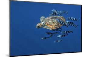 Loggerhead Turtle (Caretta Caretta) with a Shoal of Pilot Fish (Naucrates Ductor) Azores, Portugal-Lundgren-Mounted Photographic Print