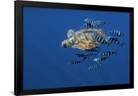 Loggerhead Turtle (Caretta Caretta) with a Shoal of Pilot Fish (Naucrates Ductor) Azores, Portugal-Lundgren-Framed Photographic Print