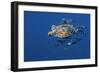 Loggerhead Turtle (Caretta Caretta) with a Shoal of Pilot Fish (Naucrates Ductor) Azores, Portugal-Lundgren-Framed Photographic Print