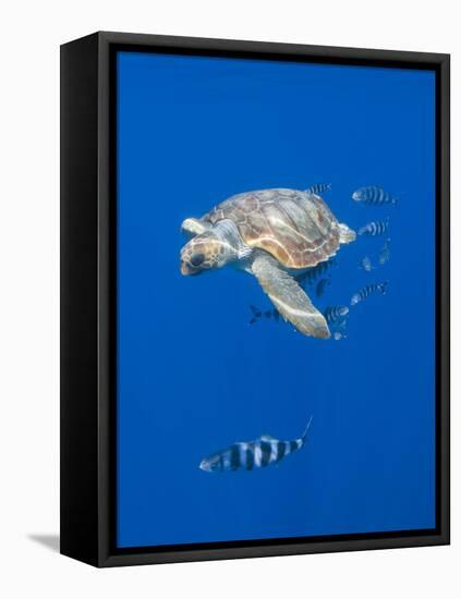 Loggerhead Turtle (Caretta Caretta) with a Shoal of Pilot Fish, Pico, Azores, Portugal, June-Lundgren-Framed Stretched Canvas