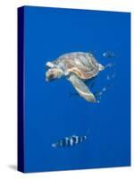 Loggerhead Turtle (Caretta Caretta) with a Shoal of Pilot Fish, Pico, Azores, Portugal, June-Lundgren-Stretched Canvas