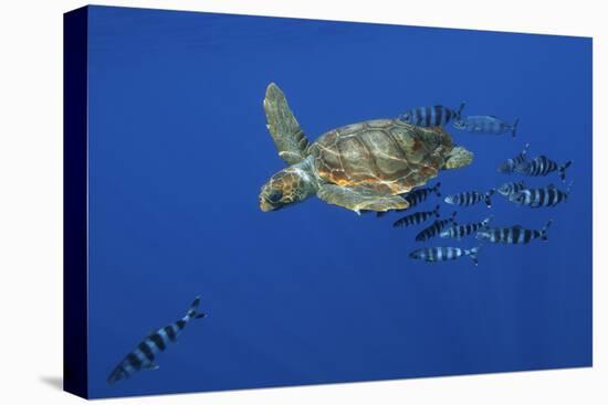 Loggerhead Turtle (Caretta Caretta) with a Shoal of Pilot Fish, Pico, Azores, Portugal, June-Lundgren-Stretched Canvas