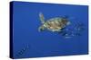 Loggerhead Turtle (Caretta Caretta) with a Shoal of Pilot Fish, Pico, Azores, Portugal, June-Lundgren-Stretched Canvas
