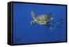 Loggerhead Turtle (Caretta Caretta) with a Shoal of Pilot Fish, Pico, Azores, Portugal, June-Lundgren-Framed Stretched Canvas