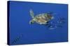 Loggerhead Turtle (Caretta Caretta) with a Shoal of Pilot Fish, Pico, Azores, Portugal, June-Lundgren-Stretched Canvas