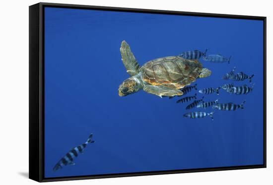 Loggerhead Turtle (Caretta Caretta) with a Shoal of Pilot Fish, Pico, Azores, Portugal, June-Lundgren-Framed Stretched Canvas